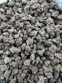 Purple Summit Farms THC-A Indoor Flower Pink Cookies Indica (SINGLE) [DROPSHIP]