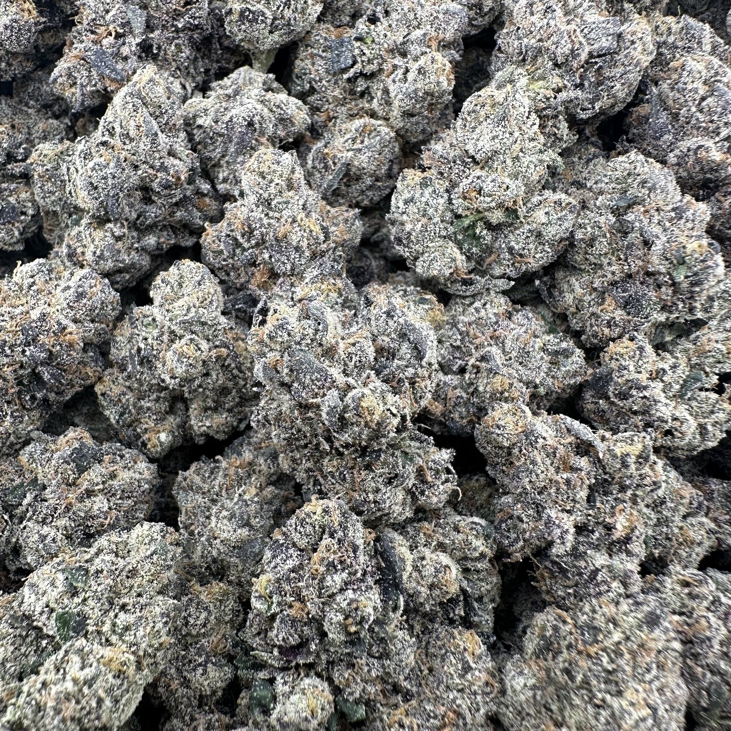THC-A Flower Black Gelato Hybrid (Indoor)