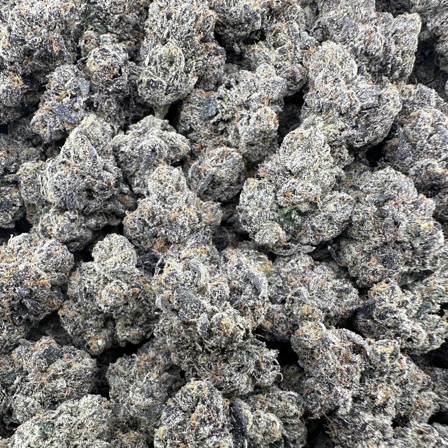 THC-A Flower Black Gelato Hybrid (Indoor)