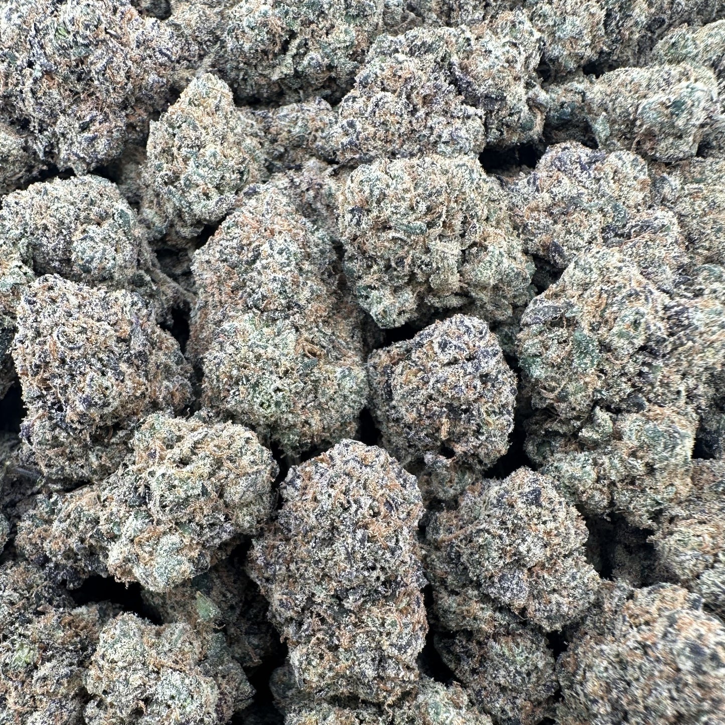 THC-A Flower Gushlato Hybrid (Indoor)