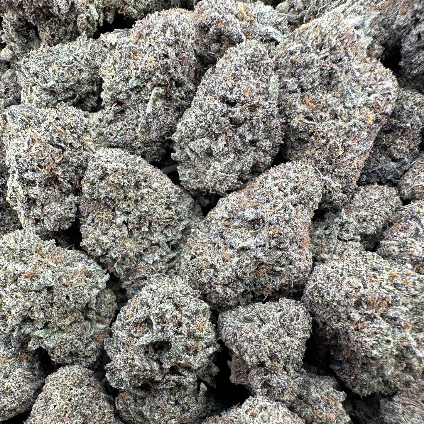 THC-A Flower London Pound Cake Hybrid (Indoor)