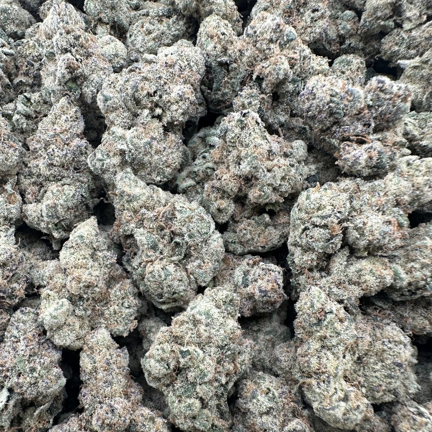 THC-A Flower Orange Julius Sativa (Indoor)