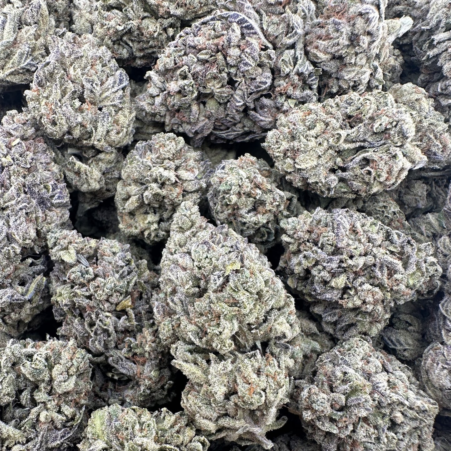 THC-A Flower White Gusherz Sativa (Light Dep)