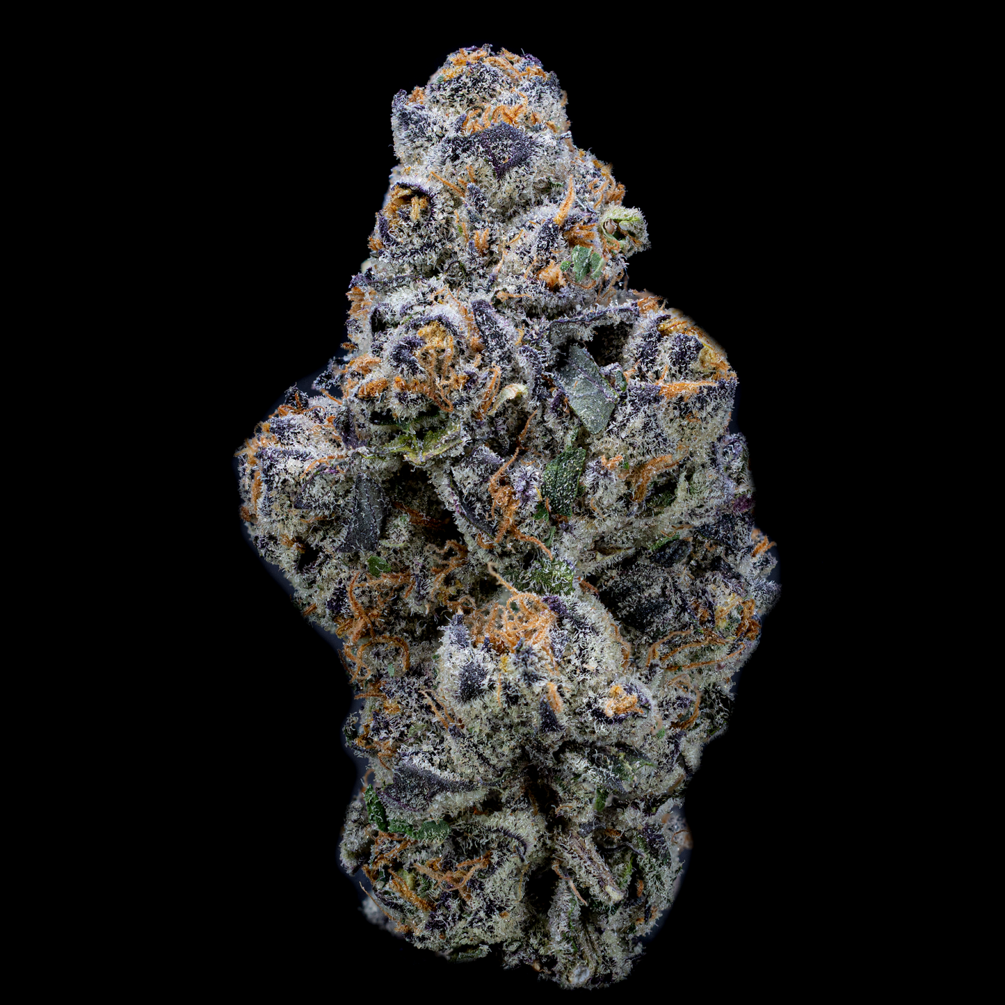 Topshelf NC THC-A Flower Black Sunday (SINGLE) [DROPSHIP]