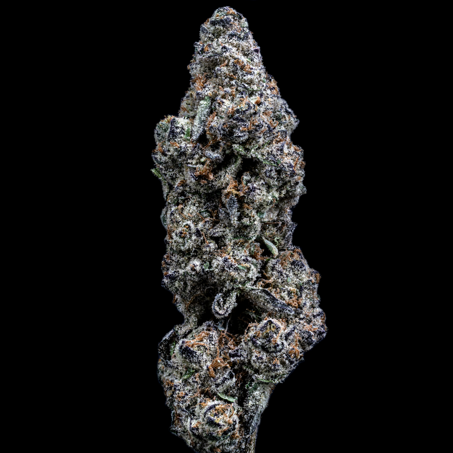 Topshelf NC THC-A Flower Black Sunday (SINGLE) [DROPSHIP]