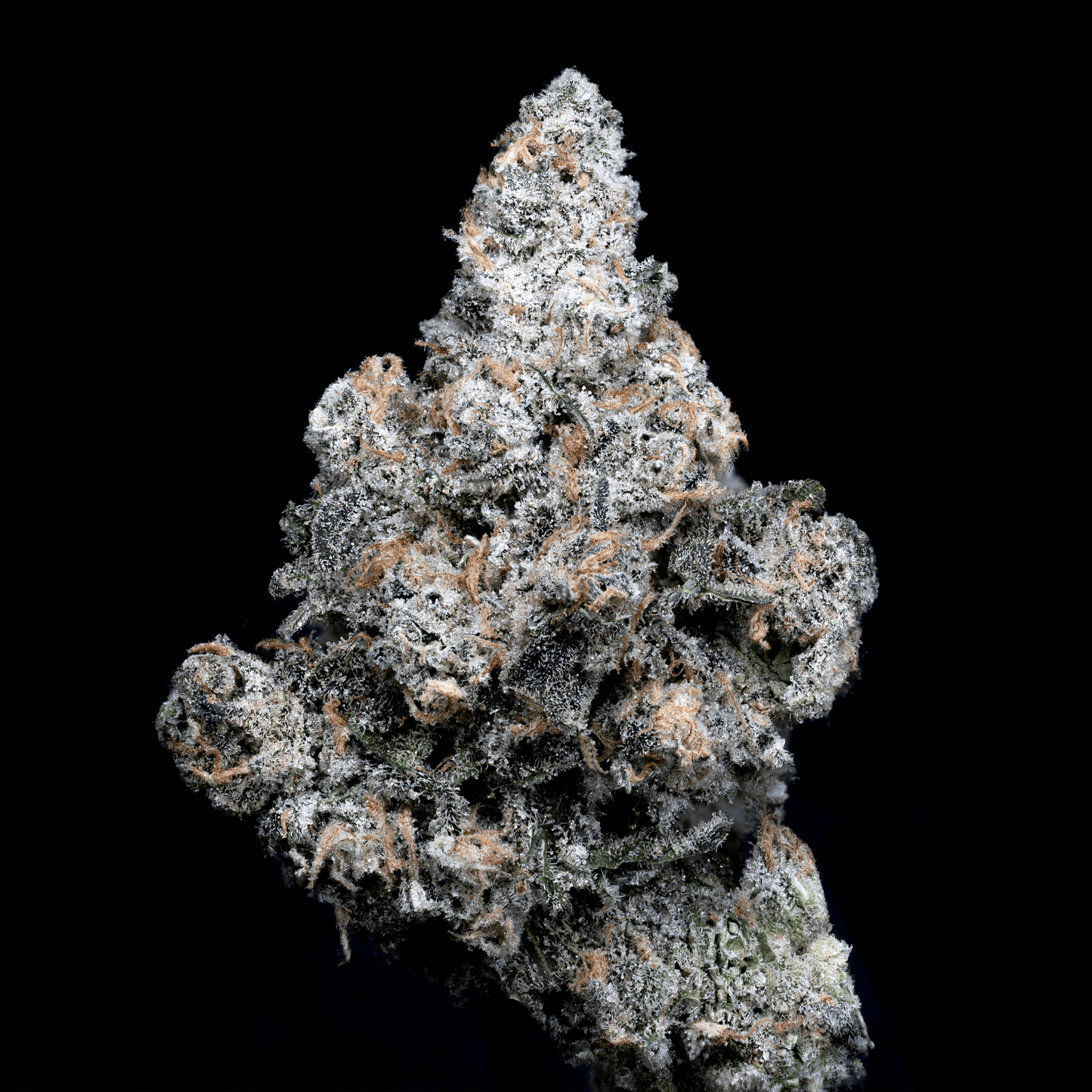 Topshelf NC THC-A Flower Blue Dream (SINGLE) [DROPSHIP]