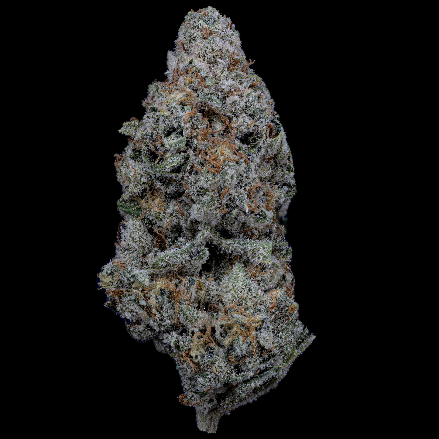 Topshelf NC THC-A Flower Kimbo Kush (SINGLE) [DROPSHIP]