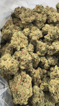 Purple Summit Farms THC-A Indoor Flower Jack Herrer Sativa (SINGLE) [DROPSHIP]