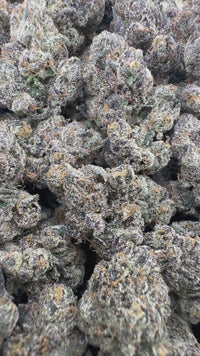 THC-A Flower Black Gelato Hybrid (Indoor)