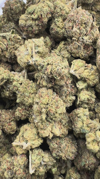 Purple Summit Farms THC-A Light Dep Flower Blueberry Runtz Indica (SINGLE) [DROPSHIP]
