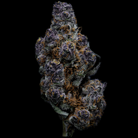 Topshelf NC THC-A Flower Tropicana Cherry (SINGLE) [DROPSHIP]